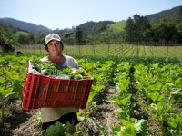 Agricultoras catarinenses acessam créditos e incrementam produção
