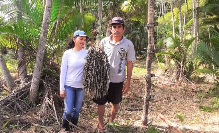 Assentados de Maragogi, no litoral de Alagoas, produzem polpa e café de açaí
