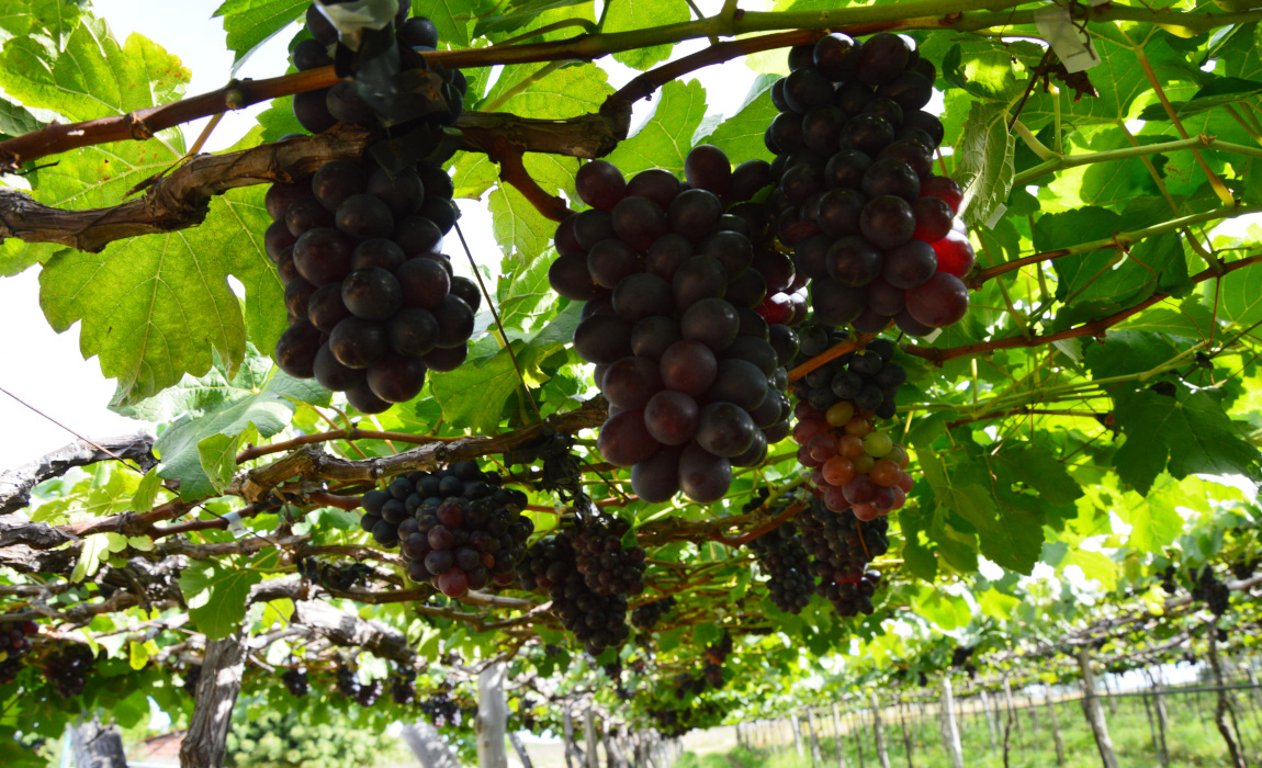 Área de reforma agrária em Petrolina (PE) se destaca na produção de frutas