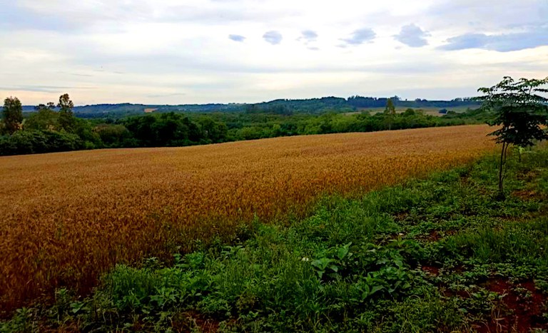 RS_Horto_Vitoriadas Missoes_jan2026.jpg