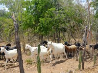 Assentados baianos recebem investimento de R$ 896 mil