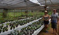 Assentados diversificam culturas no Espírito Santo para aumentar renda
