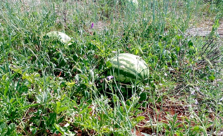 SC_MELANCIA_CAMPOS NOVOS_março2026.jpg