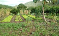 Assentamento abastece cidade com verduras e frutas agroecológicas na Bahia