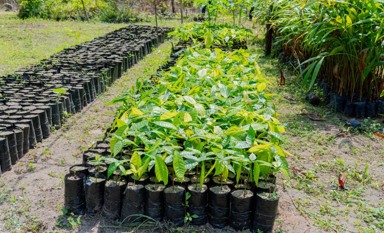 Viveiro Paulo Fonteles PA