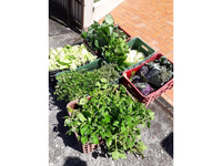 Assentamento entrega cestas de alimentos na grande Florianópolis