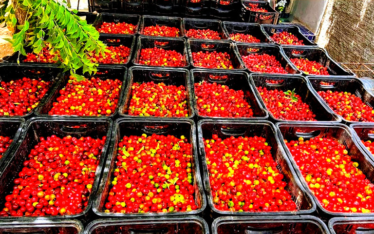 MSF_prod acerola_Santa Maria da Boa Vista_fev2025.png