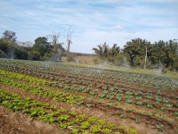 Aumenta a procura por produtos da reforma agrária no Rio Grande do Sul