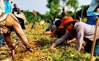 Canteiros agroflorestais “semeiam” agroecologia em assentamentos de São Paulo