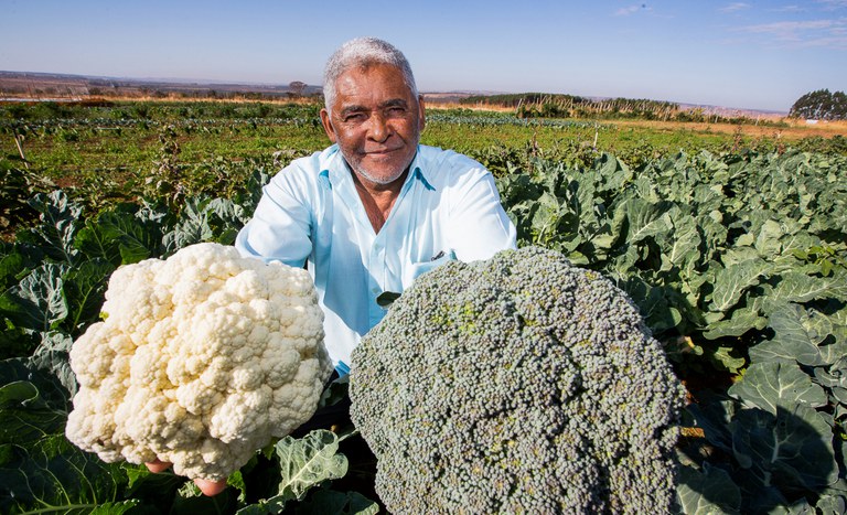 Agricultor assentado com plantio de hortaliças