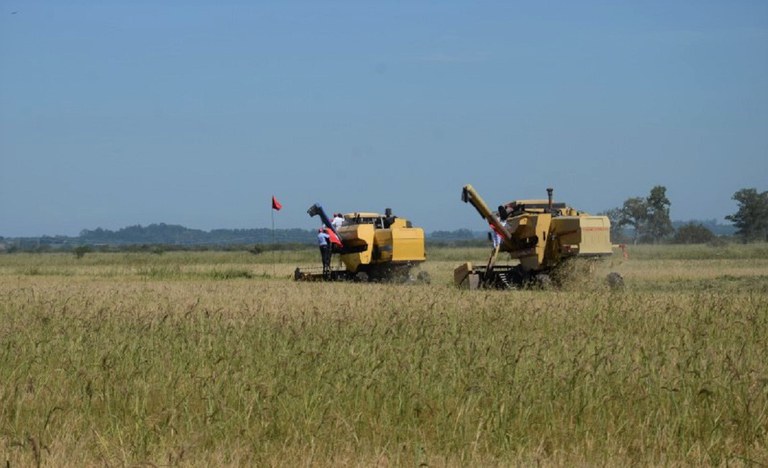 Colheita celebra a força da produção agroecológica da reforma agrária no Rio Grande do Sul