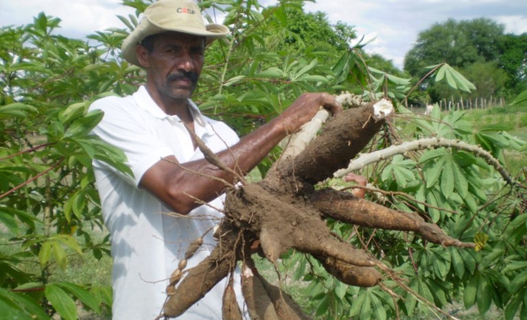 Produtor de mandioca em assentamento na Bahia
