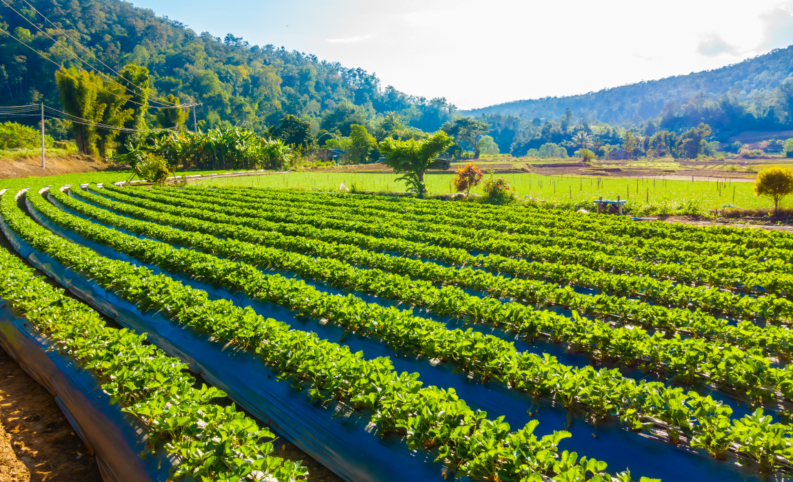 Produção de alimentos