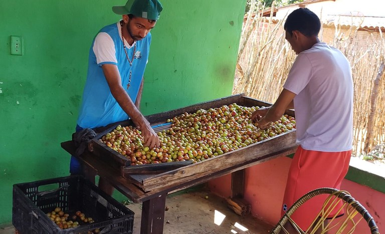 Produção de mangaba