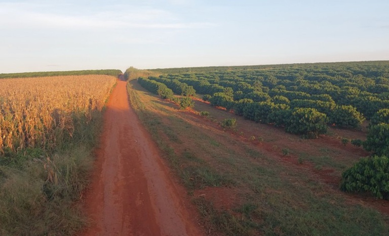 Cultivo de milho e café no assentamento Quilombo Campo Grande II