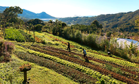 Em Garopaba (SC), verduras orgânicas da merenda escolar vêm de território quilombola