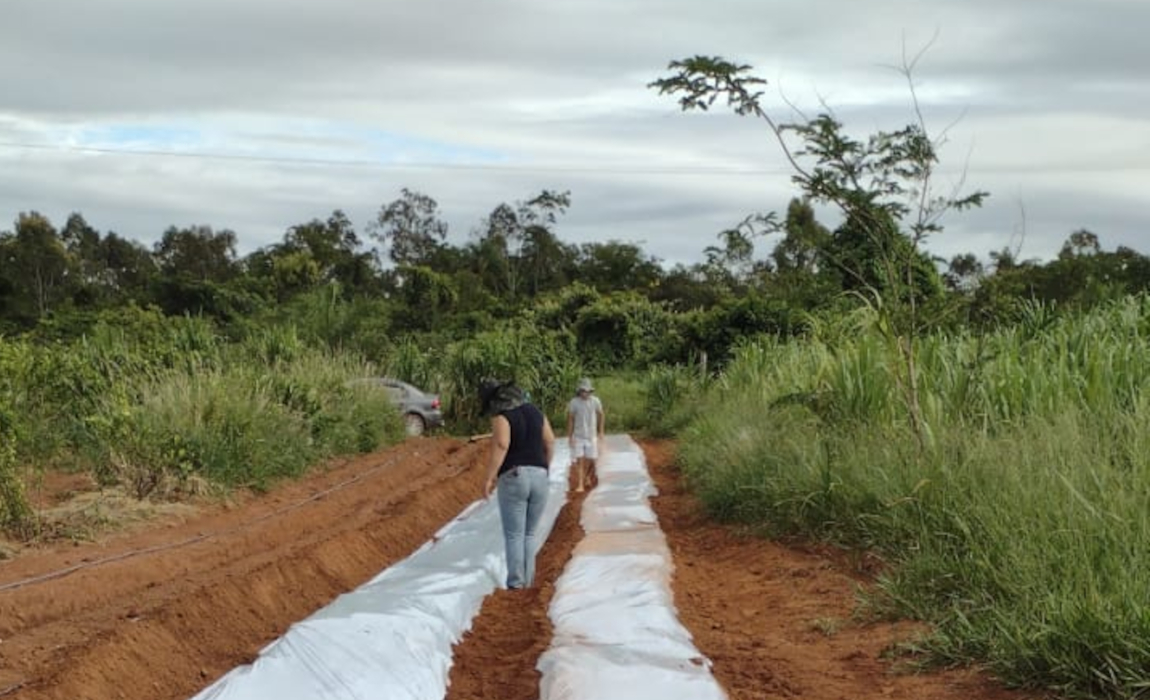Fomento Mulher impulsiona agricultura familiar em São Paulo com R$ 1,3 milhão já liberados em 2026