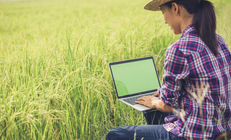 Agricultora no campo de arroz com laptop