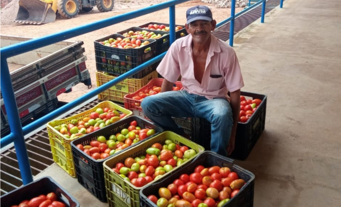 BA tomate