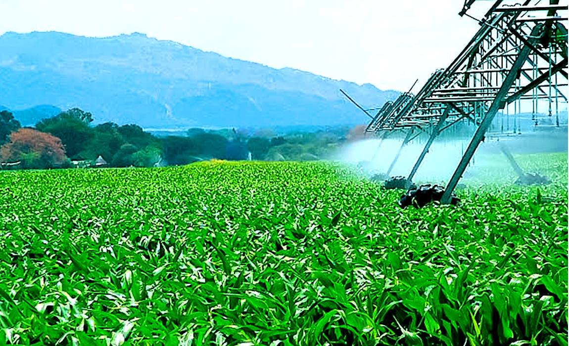 Imagem mostra pivos de irrigação jogando água sobre plantação