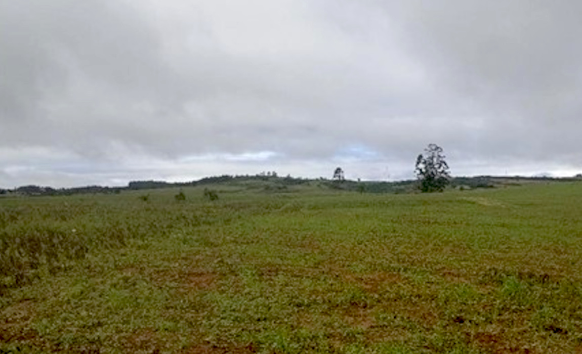 Imagem mostra campo aberto com algumas árvores ao fundo