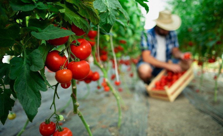 Homem colhendo tomates