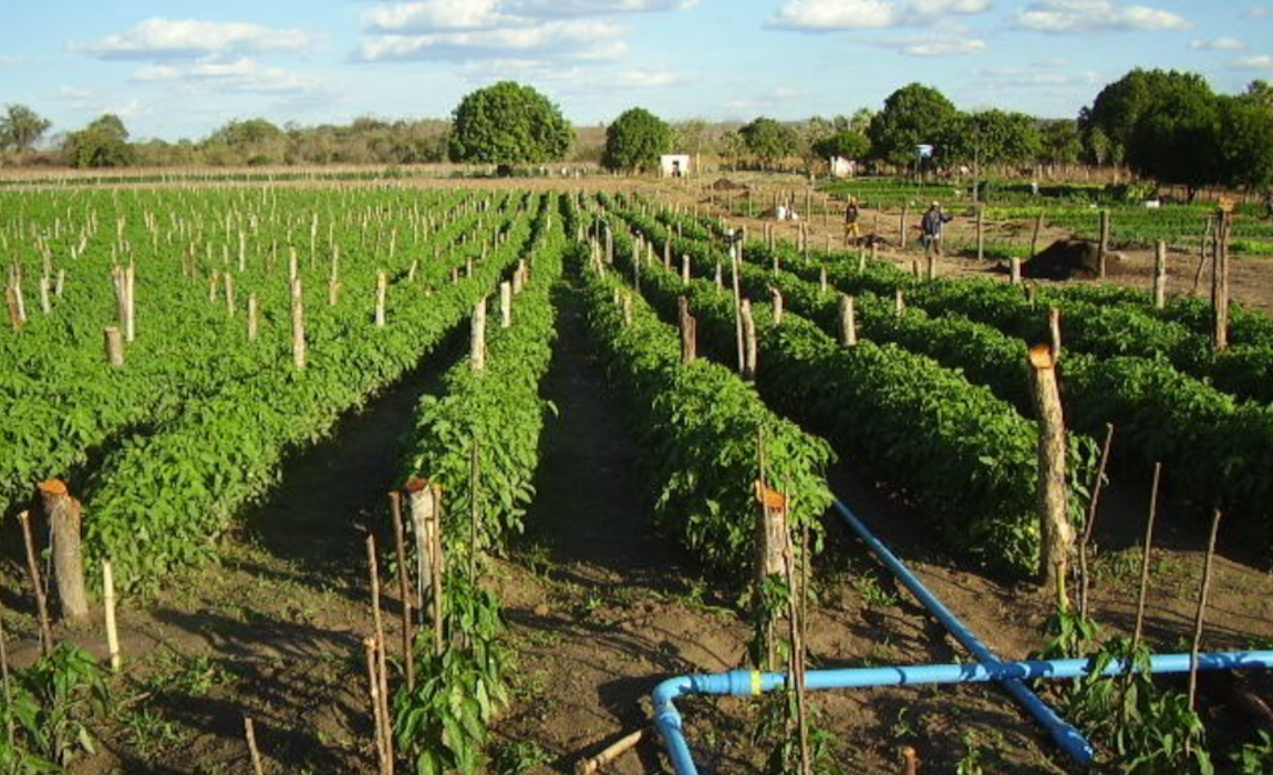 PI plantacao