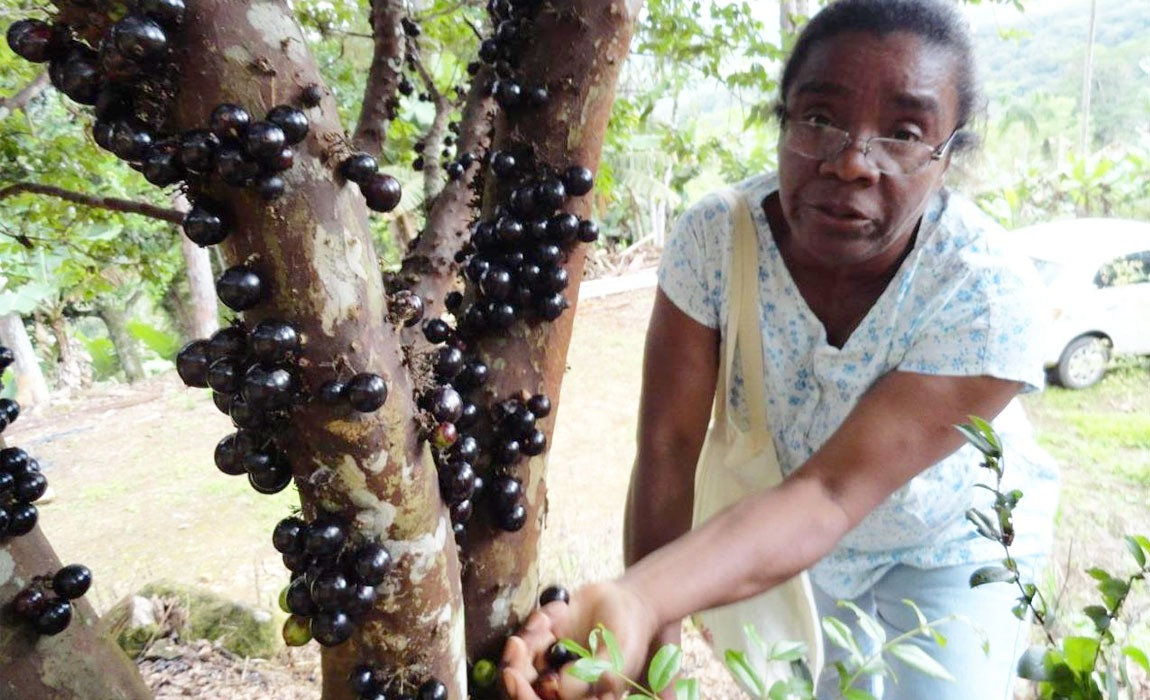 Uma mulher de pele negra com óculos está colhendo jabuticabas de uma árvore.