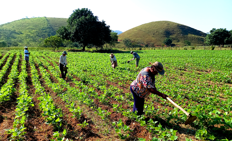 RJ_plantação PA Visconde_agricultores_abril2025.png