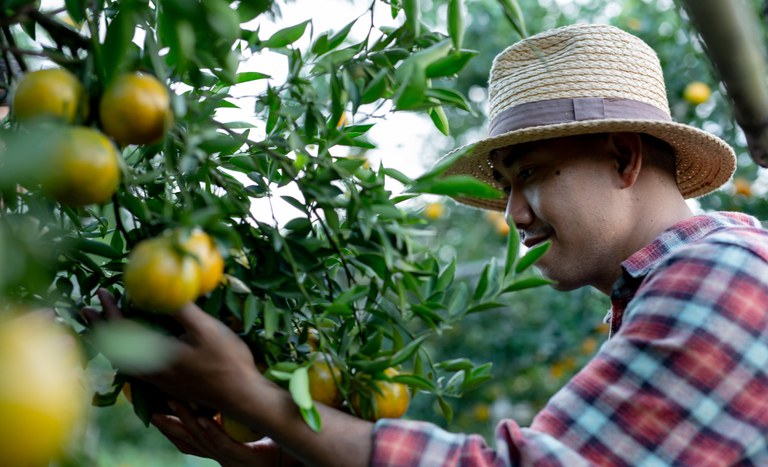 Agricultor coletando laranja