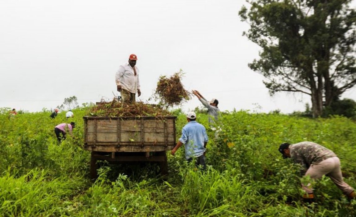Paraná tem a primeira área destinada à reforma agrária por meio do Terra da Gente