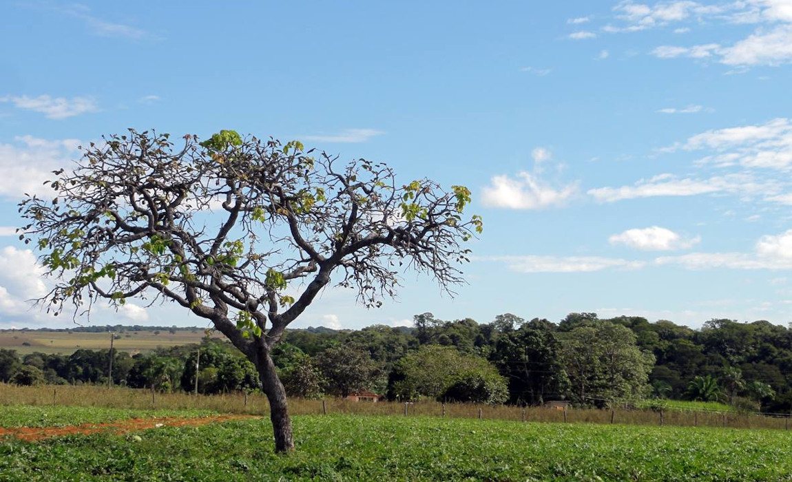 Quilombola Levantado