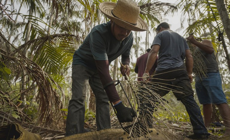 Florestas Extrativismo