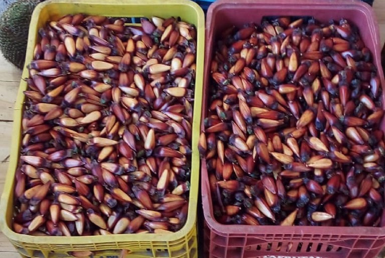 Safra de pinhão em assentamentos de Santa Catarina