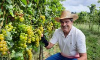 Vinhos finos produzidos por assentados em Encruzilhada do Sul (RS) ganham mercado nacional