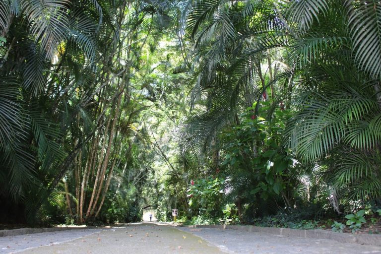 Alameda do parque do Museu Mello Leitão.Foto: Leonardo Meira, 2019.