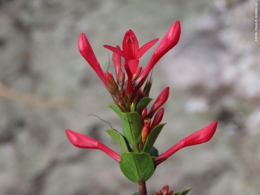 Fotografia da flor vermelha da nova espécie descrita