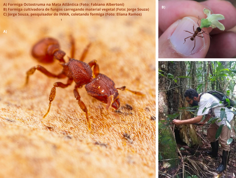 Banco de dados - biodiversidade de formigas da Mata Atlântica