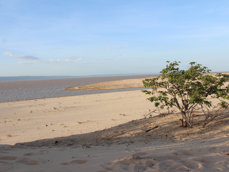 Caatinga, um dos sistemas áridos com maior riqueza de espécies vegetais e temperaturas elevadas