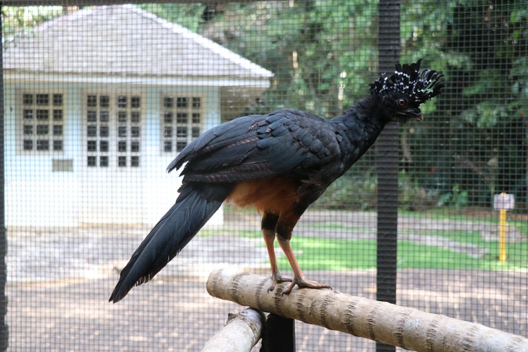 Filhote de mutum em 27-1-2022.JPG