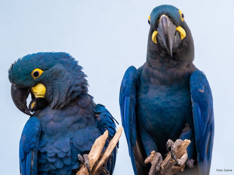Aves representam mais de 60% dos animais traficados no Brasil