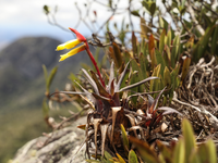 Bromélia-enigmática: nova espécie de bromélia é descoberta em ilhas terrestres de Minas Gerais