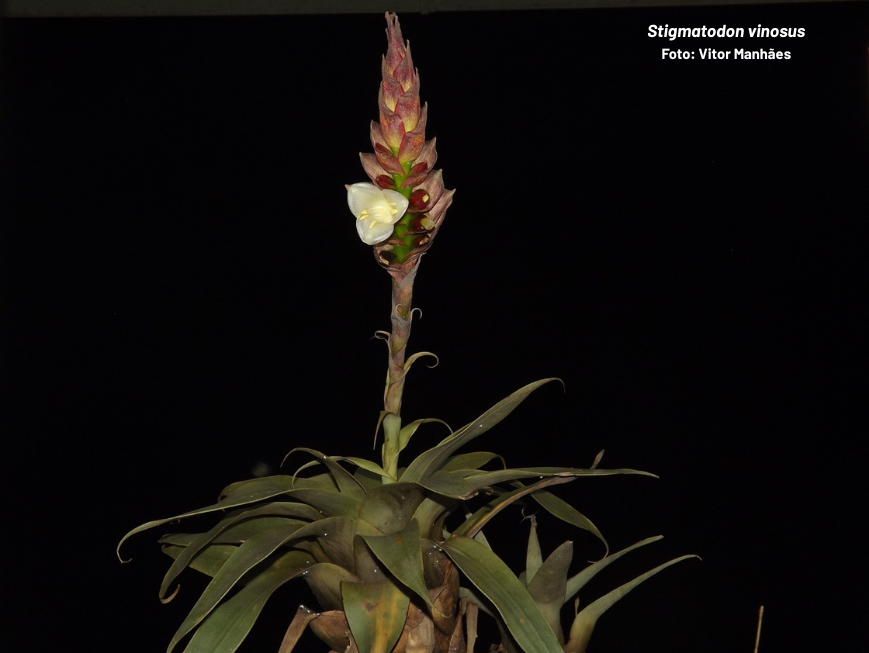 Stigmatodon vinosus é exclusiva de um único inselbergue em Nova Venécia e já é considerada criticamente ameaçada de extinção