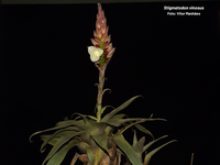 Bromélia rara de cor vinho é descoberta em rocha isolada no Espírito Santo