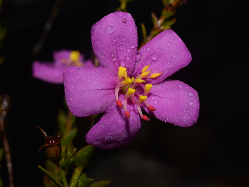 Microlicia caparaoensis