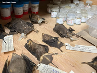 Coleção de Mamíferos do INMA integra levantamento internacional sobre acervos científicos de mamíferos na América do Sul