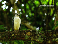 Colisão em janelas de vidro ameaça aves neotropicais