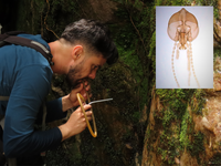 Descobertas duas novas espécies de insetos em região pouco conhecida da Mata Atlântica