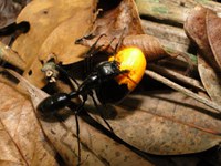Diário de uma formiga gigante: pesquisadores mostram a rotina da Dinoponera lucida, espécie endêmica da Mata Atlântica ameaçada de extinção