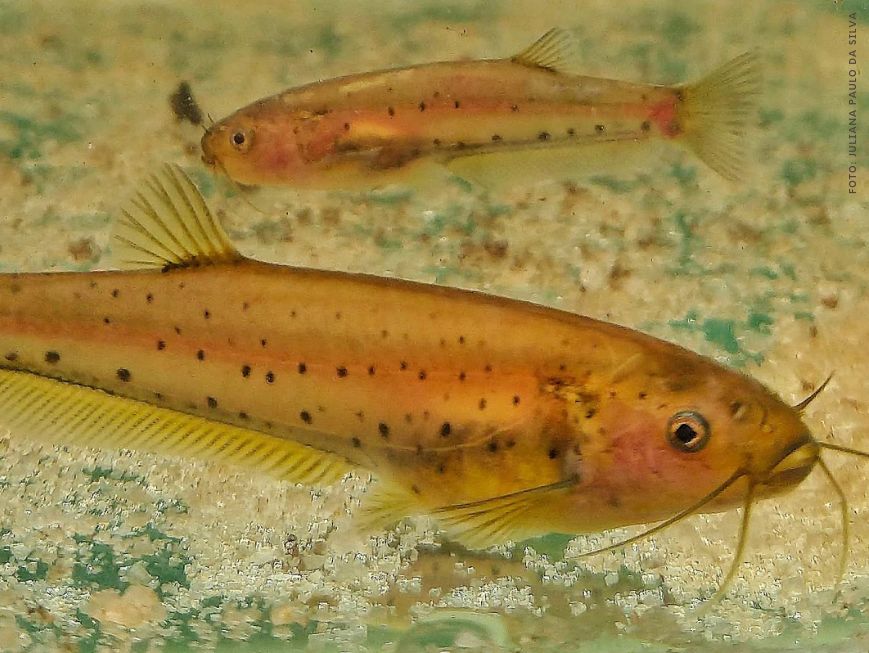 Peixe Trichogenes claviger, conhecido como bagrinho-de-kaetés, que foi revelado por meio de DNA ambiental